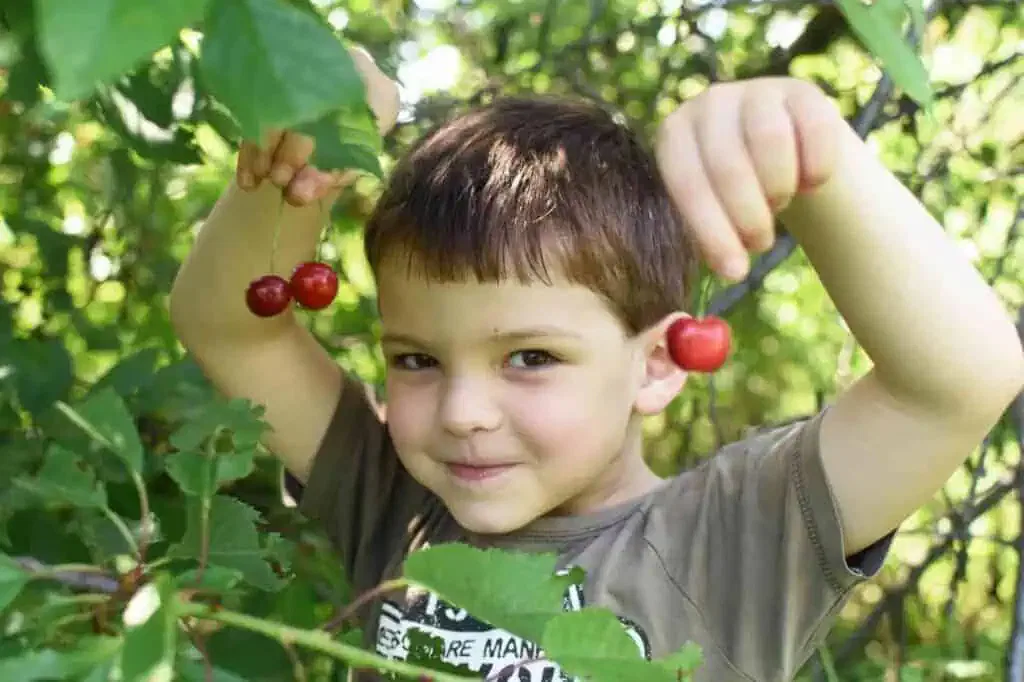 Ephraim Shores Resort cherry season in Door County