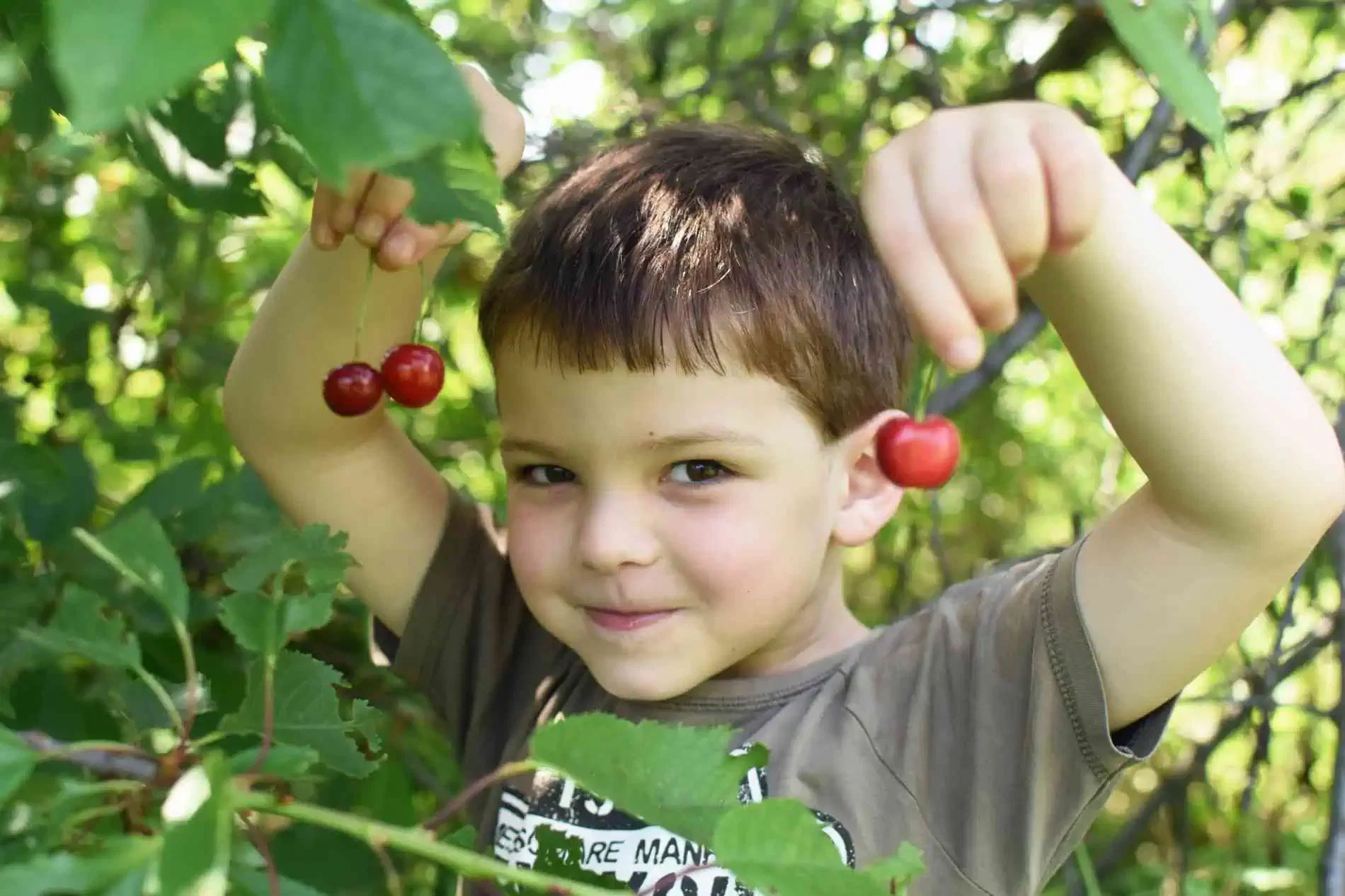 Ephraim Shores Resort cherry season in Door County