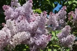 Ephraim Shores - lilac - Ephraim hotel