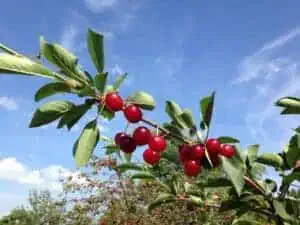 cherries - Ephraim waterfront resort - Ephraim Shores