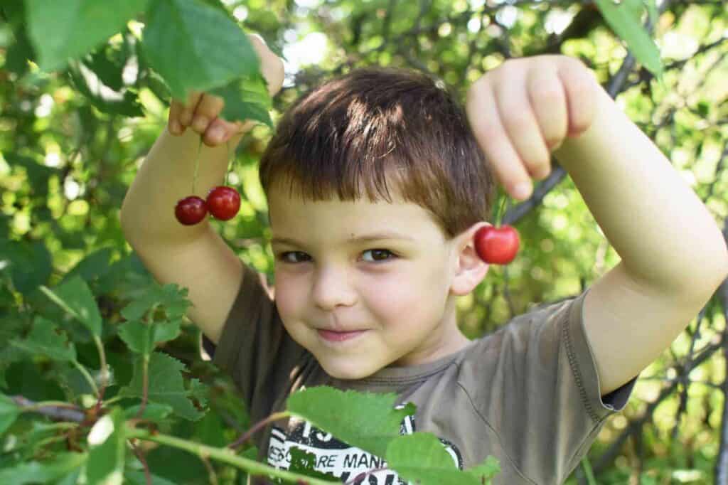 Ephraim Shores Resort cherry season in Door County